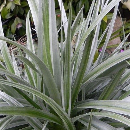 Astelia chatamica Silver Shadow - 2Ltr