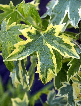 Liquidambar Golden Treasure, Sweetgum - 45Ltr (200/300)