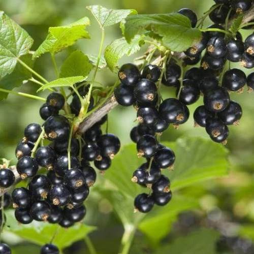 Blackcurrant Ben Mapua - Pb6.5