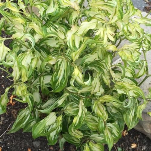 Disporum Moonlight, Japanese Fairy Bells - 2Ltr