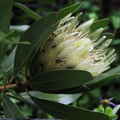Protea obtusifolia White - 2.4Ltr