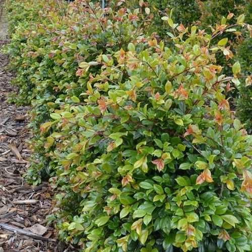 Syzygium Resilience, Lilly Pilly - Pot
