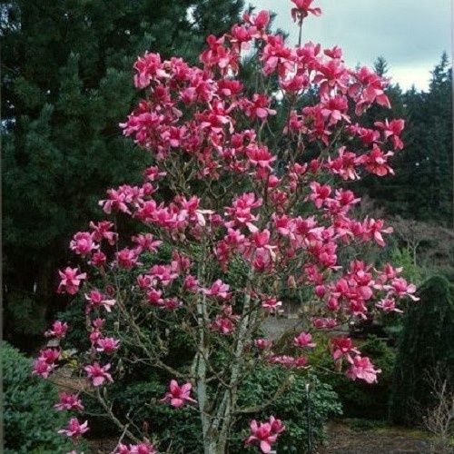 Magnolia Vulcan - 35Ltr