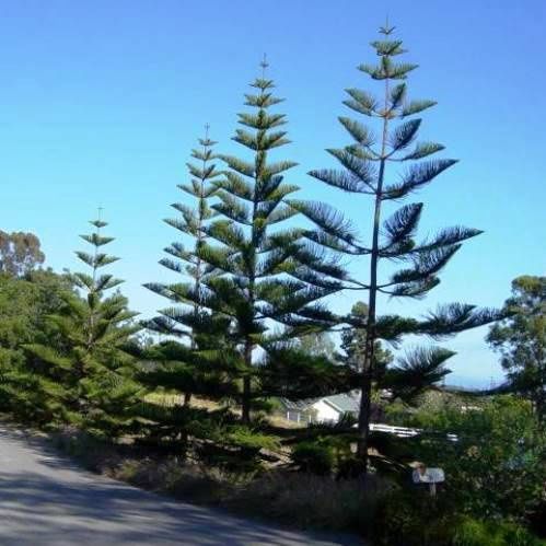 Araucaria heterophylla, Norfolk Island Pine - Pb5
