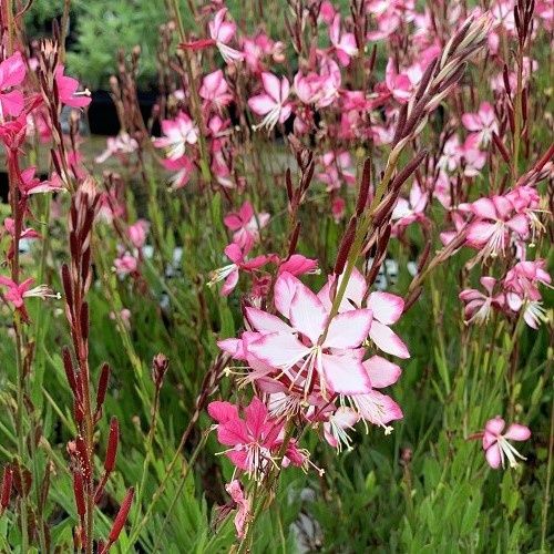 Gaura Rosy Jane, Beeblossom - 2.5Ltr