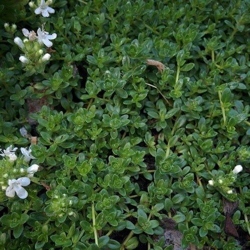 Thymus Emerald Carpet - Pot