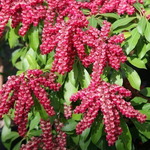 Pieris Valley Valentine - 2Ltr (30/40)