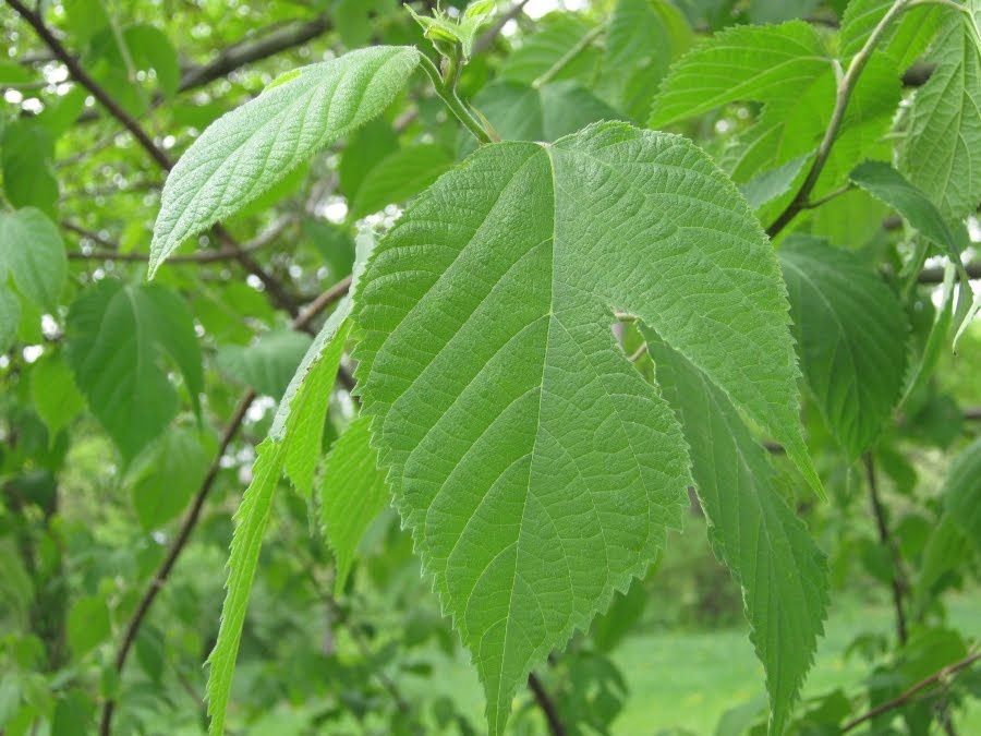 Broussonetia papyrifera, Paper Mulberry  - Pb12/28