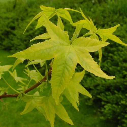Liquidambar Moonbeam, Sweet Gum - 45Ltr (280/300)