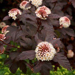 Physocarpus op. Shady Lady - Pb6.5 (70/100)