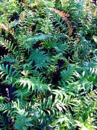Blechnum novae-zelandiae, Kiokio - Pb2/Pb5 (10/30)