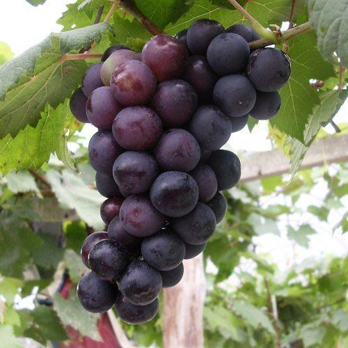 Grape Alphonse Lavelle - Pb6.5 (50/100)