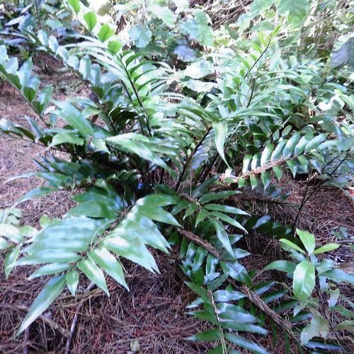 Asplenium oblongifolium, Shining Spleenwort - 1.5Ltr