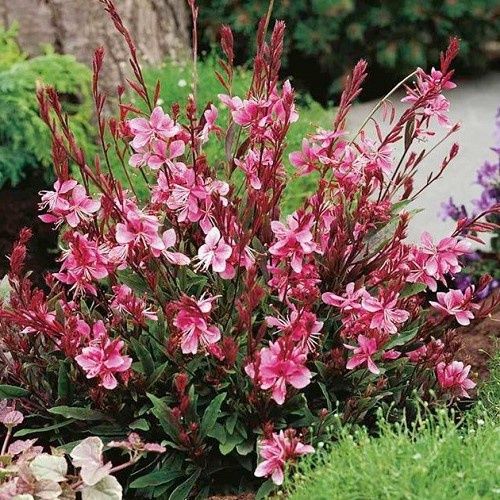 Gaura Lollipop Pink, Beeblossom - 2.5Ltr