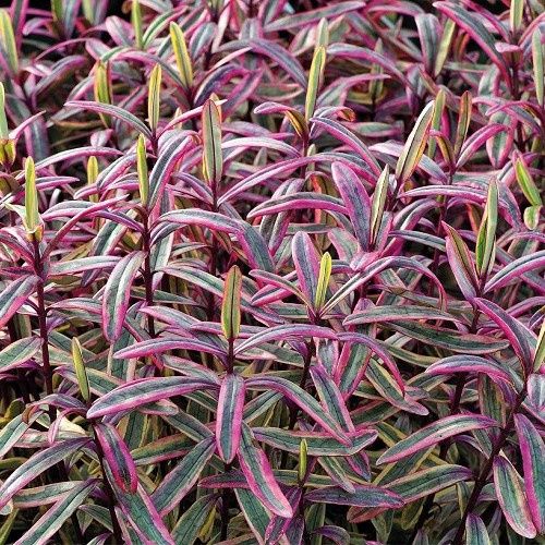 Hebe Jewel Of The Nile - 1.5Ltr/2Ltr