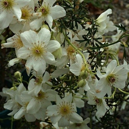 Clematis Sweet Hart - 1.5Ltr/2.4Ltr