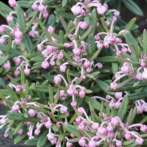 Andromeda compacta, Bog Rosemary - Pb6.5