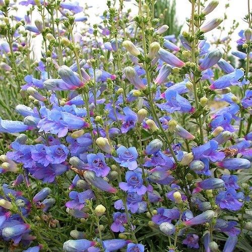 Penstemon Electric Blue - Pot