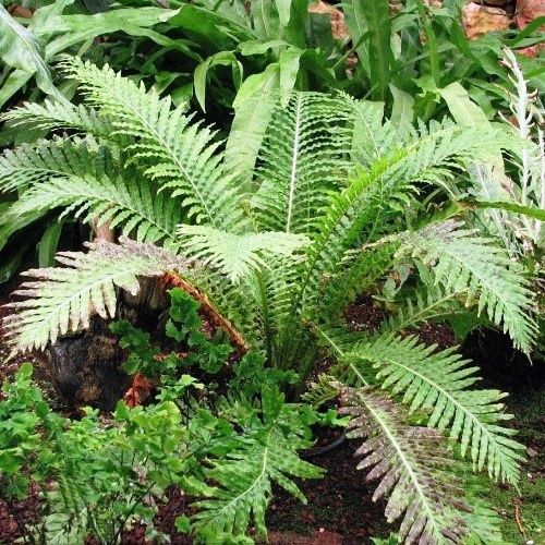 Blechnum Silver Lady - Pot