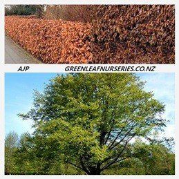 Fagus sylvatica, European Beech - Pb95