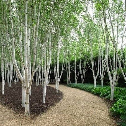 Betula utilis Silver Shadow, Himalayan Birch - Pb12 (130/150)