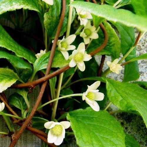 Schisandra chinensis, Magnolia-vine - Pb5