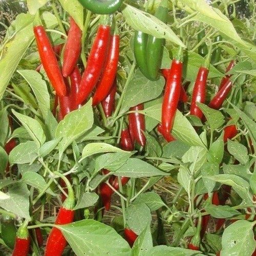 Chilli Serrano - Pot