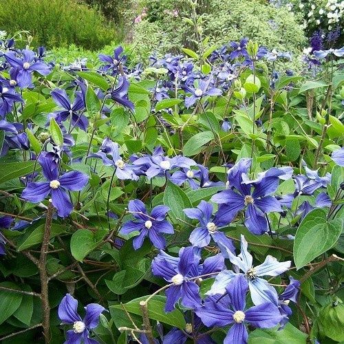 Clematis durandii - 3.5Ltr