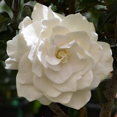 Gardenia True Love - Pb5 (30/40)