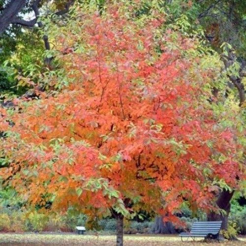 Nyssa Sheffield Park - 45Ltr