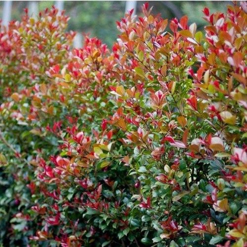 Eugenia ventenatii, Lilly Pilly - 2Ltr