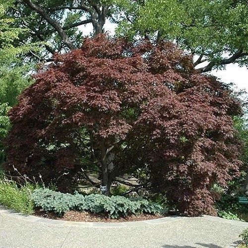 Acer Burgundy Lace - 35Ltr