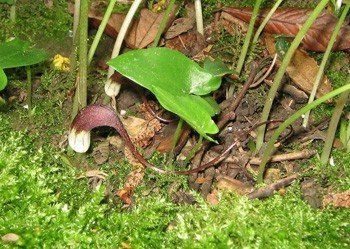 Arisarum proboscideum, Mouse Tail Plant - Pb6.5