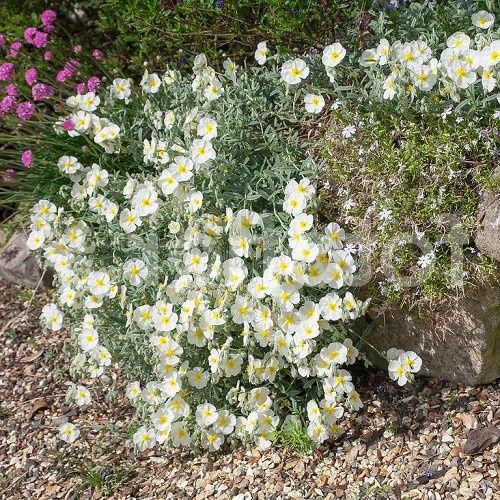 Helianthemum Wisley White - Pot