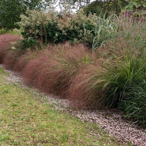 Anemanthele lessoniana, Wind Grass - Pot