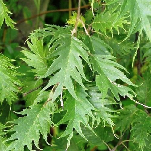 Alnus Laciniata, Cut-Leaved Common Alder - Pb12/Pb18