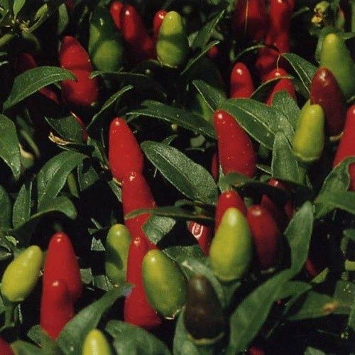 Chilli Thai Hot - Pot