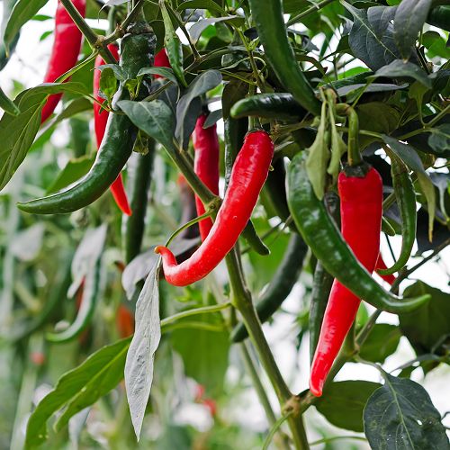 Chilli Asian Fire - Pot