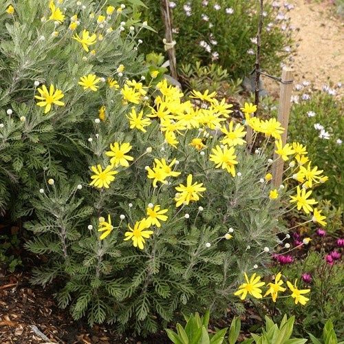 Euryops Little Sunray - 2.5Ltr