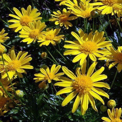 Euryops Sunshine - 2Ltr (20/35)