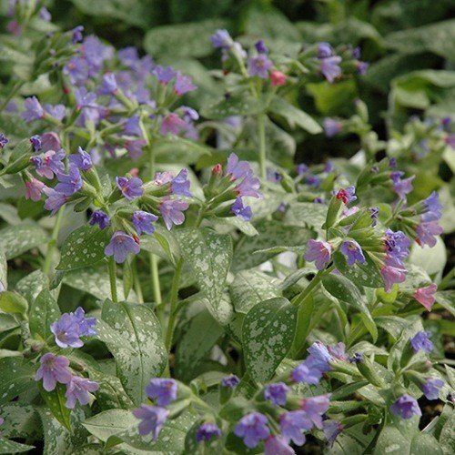 Pulmonaria Majeste, Lungwort - Pb3