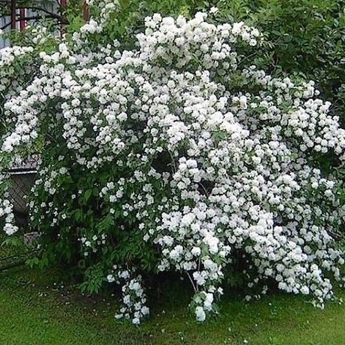 Philadelphus x Virginal, Mock Orange - 4.5Ltr