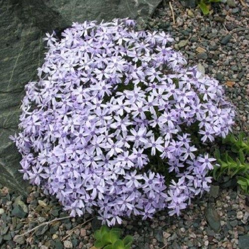 Phlox Oakington Blue Eyes - Pot