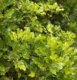 Melicope ternata, Wharangi - Pb8