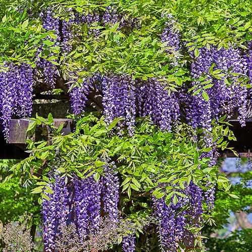 Wisteria sinensis, Chinese Wisteria  - Pb6.5