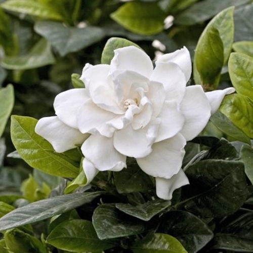 Gardenia Veitchii - 2.5Ltr