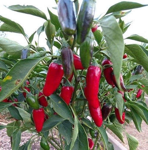 Chilli Jalapeno - Pot