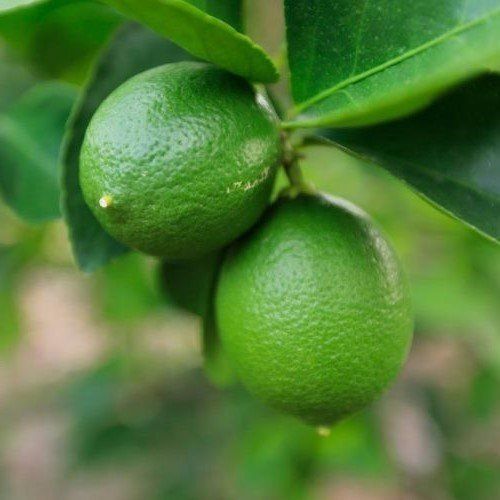 Lime Sublime - 2.5Ltr