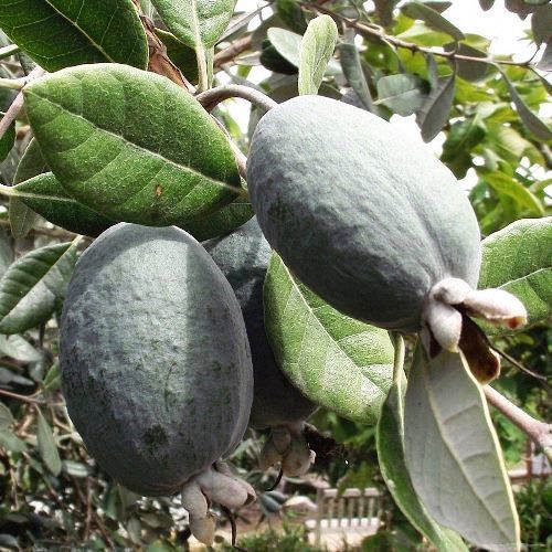 Feijoa Triumph - 35Ltr