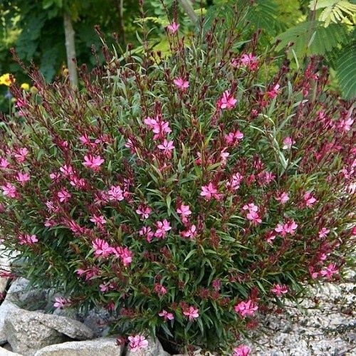 Gaura Ballerina Rose - 1.5Ltr